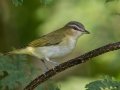 Red-eyed Vireo - Lake Barkley WMA, Sept 15, 2021