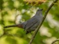 Gray Catbird - Cross Creeks NWR - Headquarters, Stewart County, Sept 30, 2021