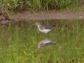 Solitary Sandpiper - River Road, Barkley WMA,, Stewart County, Sept 15, 2021