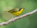 Kentucky Warbler - Wildcat Creek Rd, Stewart County, Sept 10, 2021