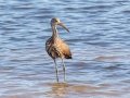 Limpkin - Tennessee NWR--Duck River Unit-Heron Island Roost Viewing Area, Humphreys County, Oct 27, 2021