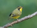 Kentucky Warbler - Wildcat Creek Rd, Stewart County, Sept 10, 2021
