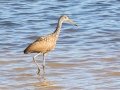 Limpkin - Tennessee NWR--Duck River Unit-Heron Island Roost Viewing Area, Humphreys County, Oct 27, 2021