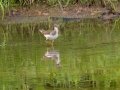 Solitary Sandpiper - River Road, Barkley WMA,, Stewart County, Sept 15, 2021