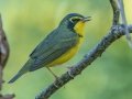 Kentucky Warbler - Wildcat Creek Rd, Stewart County, Sept 10, 2021