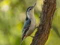 White-breasted Nuthatch - Lake Barkley WMA, Stewart County, Oct 1, 2021