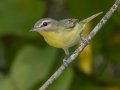 Philadelphia Vireo - Lake Barkley WMA, Stewart County, Oct 1, 2021