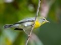 Northern Parula, - Lake Barkley WMA,, Stewart County, Sept 16,