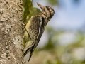 Yellow-bellied Sapsucker - Lake Barkley WMA, Stewart County, Oct 1, 2021