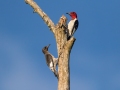 Red-headed Woodpeckers - Lylewood Road near Marshall Creek, Montgomery County, Sept 9, 2021