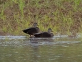 American Black Ducks - Cross Creeks  NWR , Stewart County, October 29, 2021