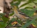 Bay-breasted Warbler - 	Bumpus Mills Rd and River Rd, Stewart County, Oct 18, 2021