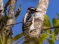 Hairy Woodpecker -  Bumpus Mills Rd and River Rd, Stewart County, Oct 18, 2021
