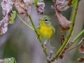 Northern Parula - Lake Barkley WMA, Stewart County, Sept 16, 2021