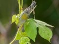 Northern Parula - Lake Barkley WMA,, Stewart County, Sept 16, 2021