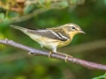 Blackburnian Warbler (first winter male) - Lake Barkley WMA, Stewart County, Oct 1, 2021