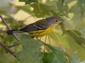 Magnolia Warbler - Lake Barkley WMA,, Stewart County, Sept 16, 2021
