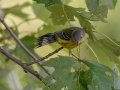 Magnolia Warbler - Lake Barkley WMA,, Stewart County, Sept 16, 2021