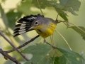 Magnolia Warbler - Lake Barkley WMA,, Stewart County, Sept 16, 2021