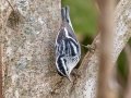 Black-and-white Warbler - Lake Barkley WMA,, Stewart County, Sept 16, 2021