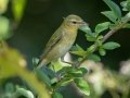 Tennessee Warbler - Lake Barkley WMA,, Stewart County, Sept 16, 2021