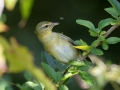 Tennessee Warblers - Lake Barkley WMA,, Stewart County, Sept 16, 2021