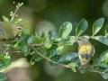 Tennessee Warbler - Lake Barkley WMA,, Stewart County, Sept 16, 2021