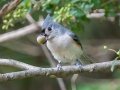 Tufted Titmouse - Lake Barkley WMA, Stewart County, Oct 3, 2021