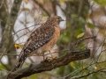 Red-shouldered Hawk -  Cross Creeks NWR--Pool 2/ABC, Stewart County, Oct 30, 2021