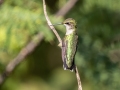 Ruby-throated Hummingbird - Lake Barkley WMA,, Stewart County, Sept 16, 2021