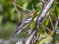 Blackburnian Warbler - Lake Barkley WMA, Stewart County, Oct 3, 2021
