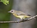 Philadelphia Vireo - Lake Barkley WMA, Stewart County, Oct 3, 2021
