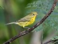 Prairie Warbler - Lake Barkley WMA,, Stewart County, Sept 16, 2021