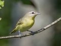 Philadelphia Vireo - Lake Barkley WMA, Stewart County, Oct 3, 2021