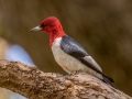 Red-headed Woodpecker - Paris Landing SP--Campground, Henry County, Oct 19, 2021