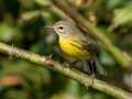 Prairie Warbler - Lake Barkley WMA,, Stewart County, Sept 16, 2021