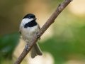 Carolina Chickadee - Lake Barkley WMA, Stewart County, Oct 3, 2021
