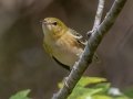 Bay-breasted Warbler - Lake Barkley WMA, Stewart County, Oct 3, 2021