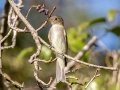 Eastern Wood-Pewee - Lake Barkley WMA,, Stewart County, Sept 16, 2021