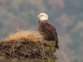 Bald Eagle -  Cross Creeks NWR--Headquarters, Stewart County, Oct 30, 2021