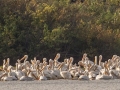 American White Pelicans  - Lake Barkley WMA, Stewart County, Oct 3, 2021