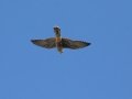 Peregrine Falcon (juvenile) - Cross Creeks NWR - Headquarters, Stewart County, Sept 22, 2021