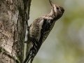 Yellow-bellied Sapsucker -Paris Landing State Park, Buchanan US-TN 36.43612, -88.08186, Henry County, Oct 19, 2021