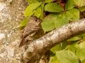 Least Flycatcher - Lake Barkley WMA,, Stewart County, Sept 16, 2021