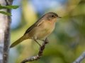 Common Yellowthroat - Lake Barkley WMA, Stewart County, Sept 27, 2021