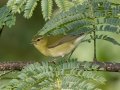 Tennessee Warbler - Lake Barkley WMA,, Stewart County, Sept 16, 2021