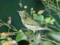 Tennessee Warbler - Lake Barkley WMA,, Stewart County, Sept 16, 2021