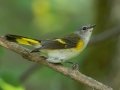 Magnolia Warbler - Lake Barkley WMA, Stewart County, Oct 3, 2021