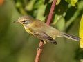 Prairie Warbler - Lake Barkley WMA,, Stewart County, Sept 16, 2021