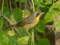 Common Yellowthroat - Lake Barkley WMA, Stewart County, Oct 3, 2021